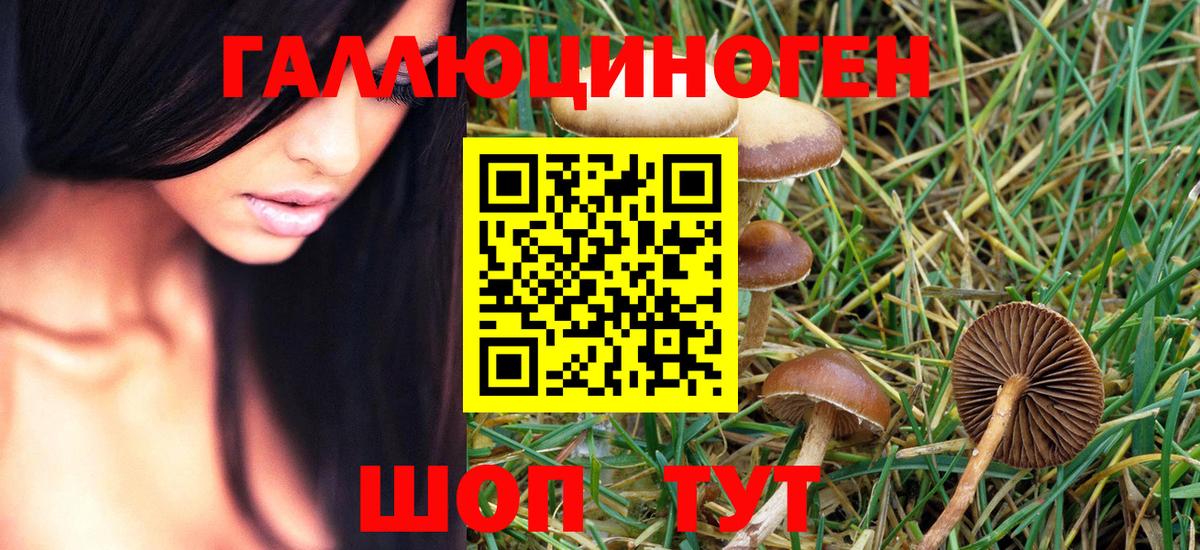 Псилоцибиновые грибы Psilocybe Сыктывкар